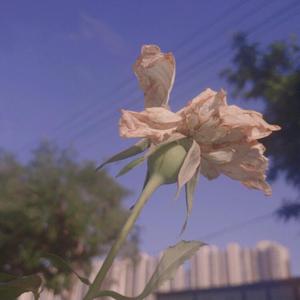 日本巨大波霸乳裸交孕妇
