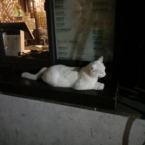 日本巨大波霸乳裸交孕妇
